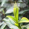 Imperial Golden Reserve 417 Heritage Tea Gilded Leaf(200g)